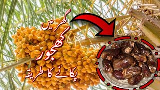 Easy way to ripe dates at home  Ghar py khajoor pakanay ka treeka  Step by step Urdu  Hindi [upl. by Amlev]