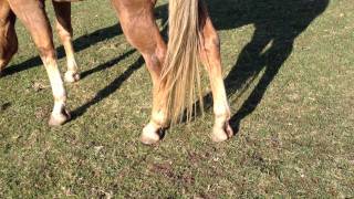 Discussing Hooves Hoof looks Angles amp Critical Eye  Rick Gore Horsemanship [upl. by Maffei]