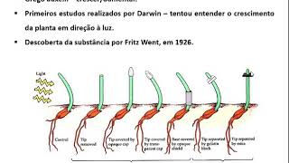 Fisiologia Vegetal  Hormônios Vegetais Auxinas [upl. by Suirtimid]