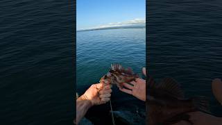 Rock fishing off a North Coast Jetty shorts fishing fish [upl. by Arzed894]