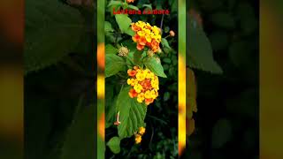 Lantana camara Family  Verbenaceae [upl. by Ytsur42]