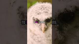 Unlocking Owl Head Rotation Secrets owl owls facts animals animal animallover [upl. by Annayk]