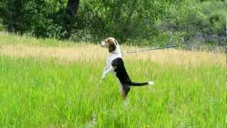 Pocket Beagle on the Hunt Breeder the Mimi Beagle Hunts a Lizzard Beagle Smell all [upl. by Akkimat]