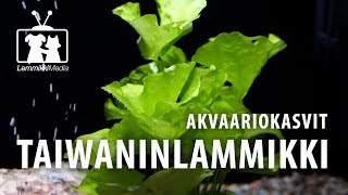 Akvaario Taiwaninlammikki [upl. by Nnylimaj]