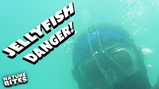 Which Jellyfish is the Most Dangerous  Worlds Worst Venom  Nature Bites [upl. by Elleiram]