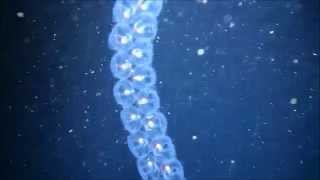 Facts The Sea Salp [upl. by Dougie]