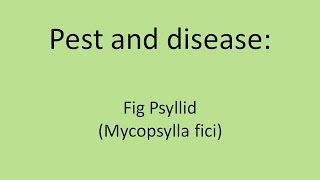 Fig Psyllid Mycopsylla fici [upl. by Dleifyar982]