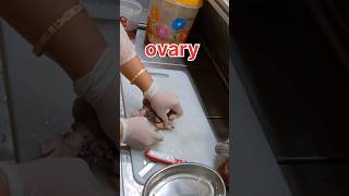 Normal ovary tissue  கருமுட்டை pathology [upl. by Amathiste]