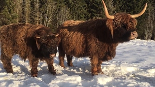 Scottish Highland Cattle In Finland Mother and son [upl. by Haag]