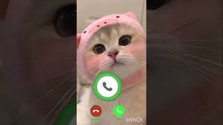 cat mobilephone catcalling incomingcall mobilephone [upl. by Woo702]