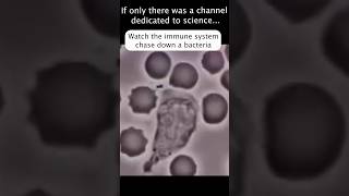 Immune System Chases a Bacteria Running for Its Life 😂 [upl. by Zephan]