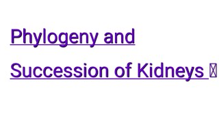 Phylogeny and Succession of kidneys  BSc  IGNOU  BZYCT 133 pronephros ignou bzyct metanephros [upl. by Clarhe769]