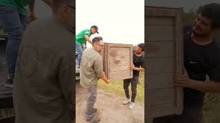 Guaycolec emotiva liberación de un ejemplar de aguará guazú a su hábitat natural [upl. by Ahsika685]