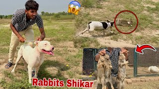 Gabbar Badmash Dog Ky Sath Jungle Rabbits Ka Shikar Kiya😍 [upl. by Candace]