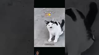 Kitler cat trollface trollfaceedit trolface funny pets troll trendingshorts memes dog [upl. by Ettenal388]