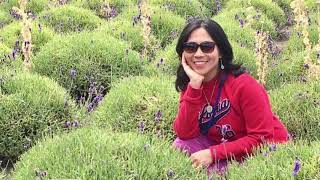 Olympic Lavender Festival  Sequim Washington State USA [upl. by Airdnaxela]