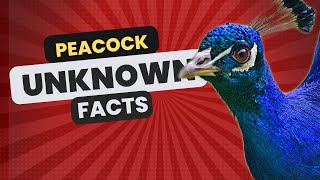 Peacock Unknown Facts Full [upl. by Barker]