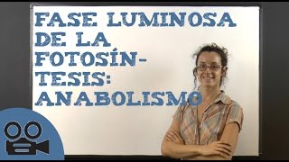 Fase luminosa de la fotosíntesis anabolismo [upl. by Nalrah]