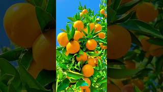 Grow Oranges at Home with Grafting 🍊🌱  Easy Tutorial [upl. by Baptiste479]