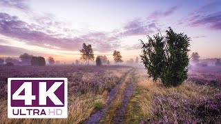 Traumhafte Lüneburger Heide in 4K  wunderbare Bilder in bester Auflösung [upl. by Aloin]