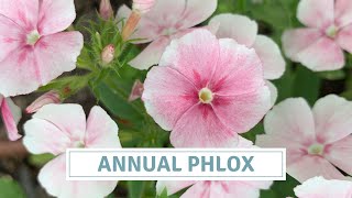 Sowing Annual Phlox  How To Sow Phlox Seeds [upl. by Cicily]