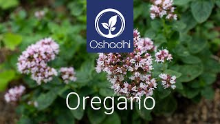 Oregano Origanum vulgare  Oshadhi Pflanzenporträt von Dr Malte Hozzel [upl. by Nahgam]