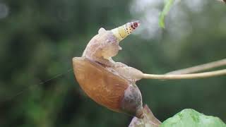 Leucochloridium paradoxum Green Banded Broodsac Ham Wall Somerset Levels 9 October 2023 [upl. by Annayad135]