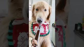 Tobo aur Tommy की Friendship dog pets animals tobo cutedog youtubeshorts shortsfeed [upl. by Otter]