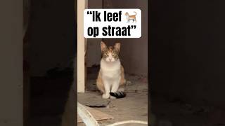 Ieder DIER verdient een FIJN THUIS🥺🤍🐈baileyfreestyle huisdier kat poes hond shorts zielig [upl. by Pasadis]