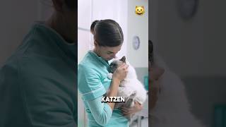 Katzen lieben weibliche Besitzer [upl. by Jerri856]