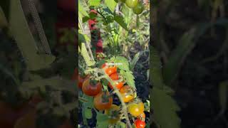 cherry tomato howtogrowwintervegetables fruitgarden [upl. by Parke]