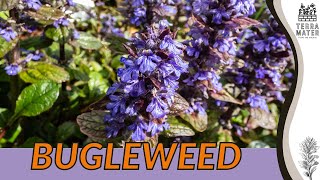 BUGLEWEED Growing Guide and Care Tips for Lush Ground Cover 🌿🌱 Ajuga reptans [upl. by Jem]