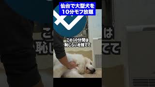 仙台駅前の大型犬のいる和カフェ【和茶房エルディ】 大型犬 仙台 犬カフェ [upl. by Noyr556]