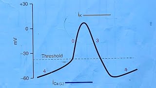 15Drugs affecting cardiac action potentials video 15 from CVS droogway cardiac action potentials [upl. by Arima]