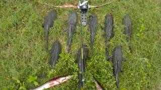 Bowfishing Armored Catfish in Florida [upl. by Colis411]