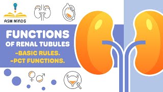 Functions of Renal tubules physiology by ASM Minds [upl. by Fishbein]