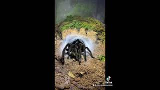 Chilobrachys sp “kaeng krachan”The Dark earth tiger [upl. by Royden]