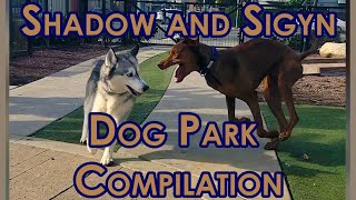 Dynamic Duo Shadow the Vizsla and Sigyn the Husky Unleashed at the Dog Park [upl. by Cristine]