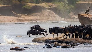 The Great Wildebeest Migration in Kenya in 2024 [upl. by Eelnodnarb]