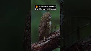 🔥The Great Horned Owl Bubo virginianus tamil music nature wonderful thola kallanaidam [upl. by Gwendolyn]