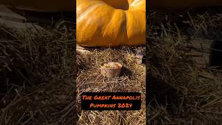 The Great Annapolis Pumpkins of 2024  annapolismd blowfishpokeannapolis annapolis october2024 [upl. by Pet]