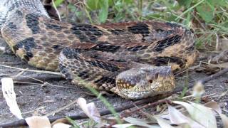 Canebrake Rattlesnake [upl. by Costa782]