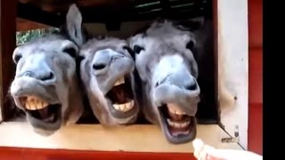 Funny Videos 2015  Lustige Tiere Machen Lustige Geräusche Zusammenstellung [upl. by Aigroeg]