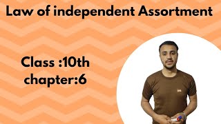 Law of independent Assortment in urdu  Hindi  Class 10th chapter 6 [upl. by Tjaden637]