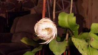 Epiphyllum Oxypetalum in Action [upl. by Adnamar]