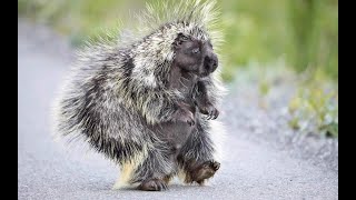 porcupine  10 interesting facts [upl. by Stine325]