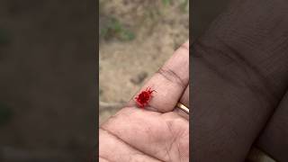 வெல்வெட் பூச்சி🐞 Rain Bug  Red Velvet Mite  மொட்டை பாப்பாத்தி villagelife nature kids story [upl. by Cloutman]