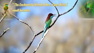 quotThe Enchanting World of Bee  Eater Birds quot [upl. by Antebi]