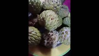 Ang Atis tambal sa Asthmahealthy [upl. by Eniac]