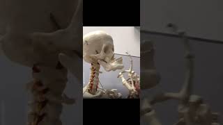 Skeleton Mewing Pt4 offensivememes youlaughyoulose memes mew mewing skeletonmeme skeleton [upl. by Giamo]